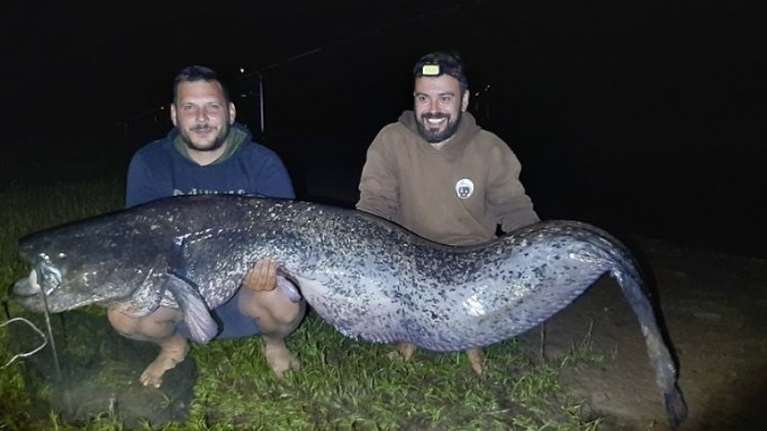 Λίμνη Πλαστήρα: Αλιεύθηκε γουλιανός μήκους 2,40 μέτρων με καλάμι - Το τεράστιο γατόψαρο επέστρεψε στο νερό [εικόνες]
