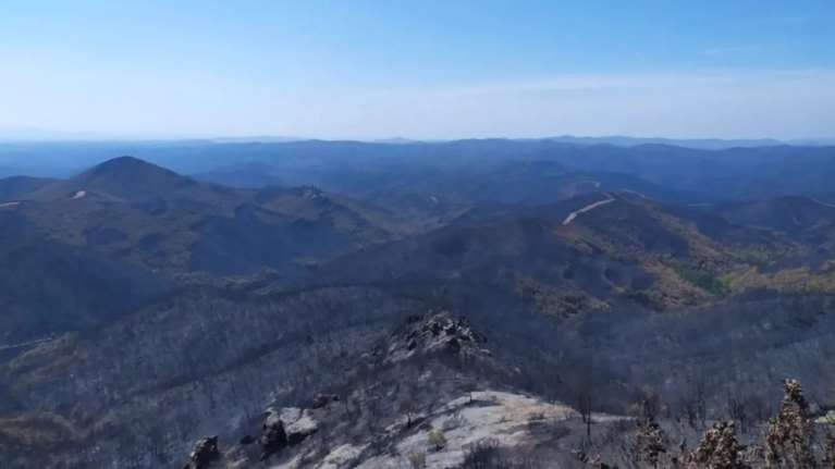 Πώς η μεγαπυρκαγιά του Έβρου επηρεάζει την άγρια πανίδα του Εθνικού Πάρκου Δαδιάς- Λευκίμης- Σουφλίου