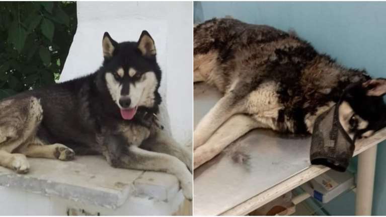 Δήμαρχος Αράχωβας για κακοποίηση Όλιβερ: Δεν κοιμόμαστε μέχρι να βρεθεί ο δράστης - Όποιος γνωρίζει, ας μιλήσει