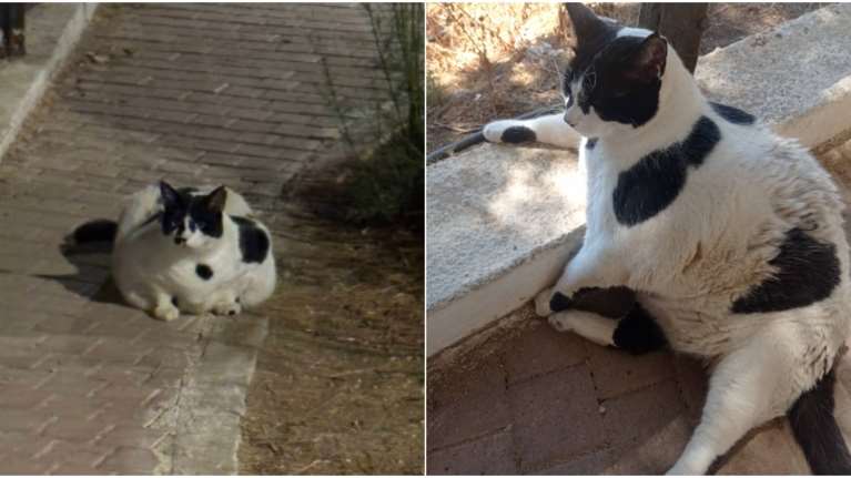 Chonkus Maximus: Ένας στρουμπουλός γάτος που έγινε αξιοθέατο και μασκότ των Χανίων [εικόνες-βίντεο]