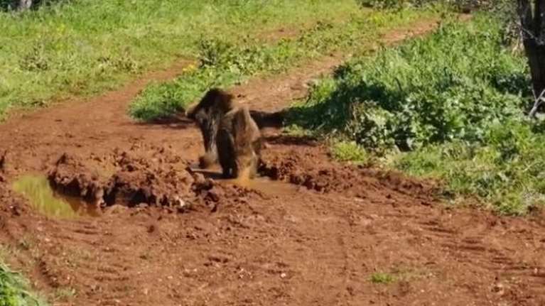 Τρίκαλα: 46χρονος αγρότης ποδοπατήθηκε από αγριογούρουνα - Στο νοσοκομείο με πολλαπλά κατάγματα