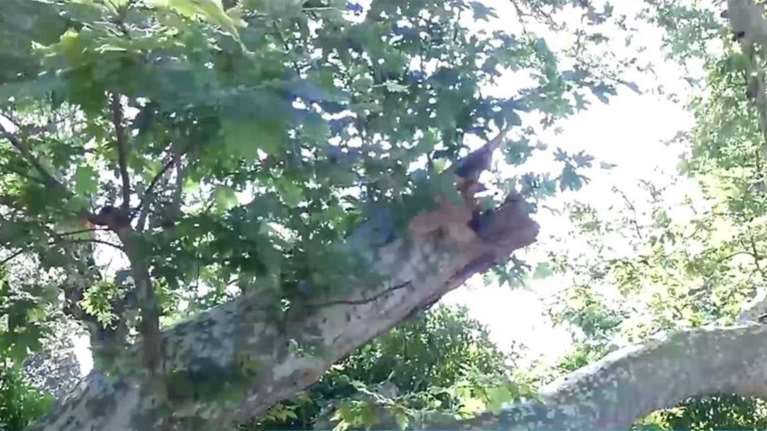 Περιφέρεια Αττικής για τον τραυματισμό τουριστών από κλαδί: Δεν έχουμε καμία αρμοδιότητα για το Ζάππειο