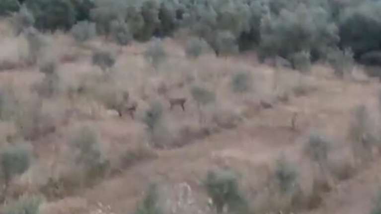 Αντιμέτωπος με αγέλη λύκων ήρθε αγρότης στη Μαγνησία [βίντεο]