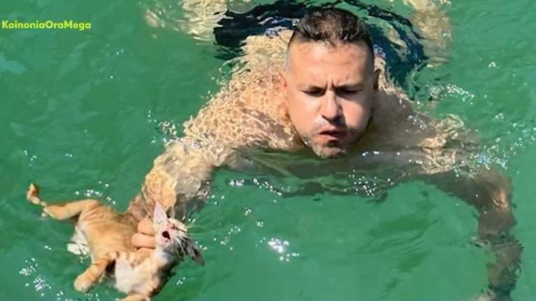 Σαλαμίνα: Πλήρωμα ferry boat έσωσε γατάκι που πνιγόταν στη θάλασσα [βίντεο]