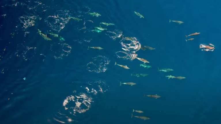 Θαλάσσιο υπερθέαμα: Drone απαθανάτισε εντυπωσιακό κοπάδι δελφινιών στην Ελλάδα [Βίντεο]