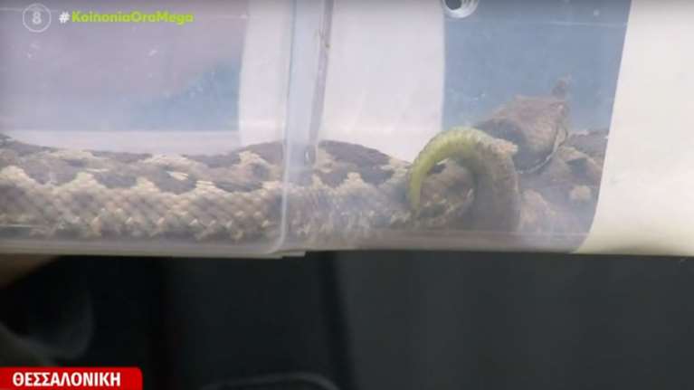 Θεσσαλονίκη: Αυξάνονται τα φίδια μέσα στην πόλη - Πέντε περιστατικά μέσα σε μία εβδομάδα [Βίντεο]