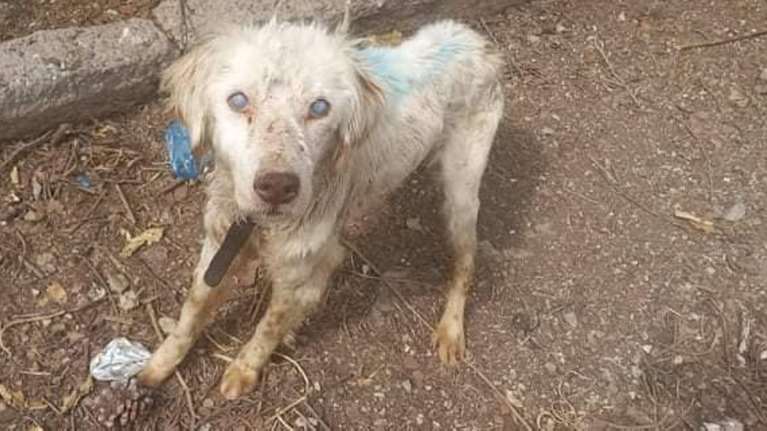 Φθιώτιδα: Είχαν άρρωστο τυφλό σκυλί μόνιμα αλυσοδεμένο στην αυλή - Τώρα ψάχνει για καινούριο σπίτι [βίντεο]