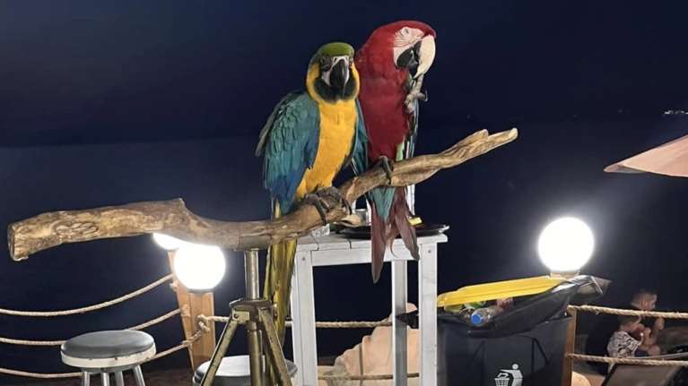 Χαλκιδική: Πρόστιμο 20.000 ευρώ σε ιδιοκτήτη ξενοδοχείου - Πώς χρησιμοποιούσε... παπαγάλους για να μαζεύει πελάτες