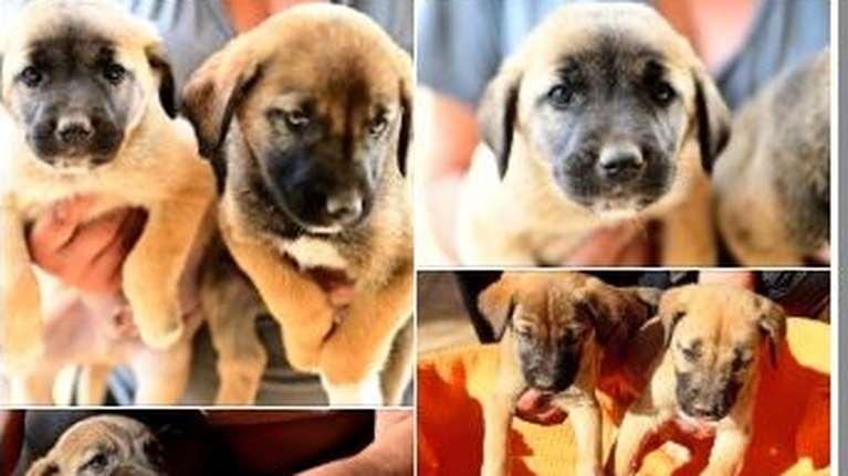 Καλώς τα μωρά: Οκτώ μελιστάλαχτα ημίαιμα Μαλινουά - Θα τα πάρει ο ύπνος όρθια, θα κοιμηθούν στην αγκαλιά σας