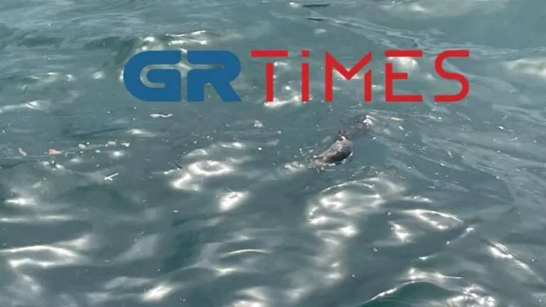 Θεσσαλονίκη: Γέμισε νεκρά ποντίκια ο Θερμαϊκός - Τι συνέβη [βίντεο]