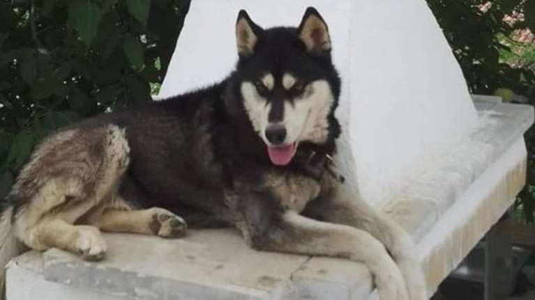 &quot;Μπορεί κάποιος με αγγελικό πρόσωπο να το έκανε&quot; είπε ο δήμαρχος Αράχωβας για την κακοποίηση του χάσκι