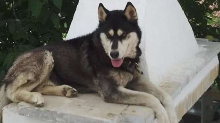 Μυστήριο με το χάσκι στην Αράχωβα: Ψάχνουν τα τηλέφωνα - Καλούν τον ιδιοκτήτη για συμπληρωματική κατάθεση