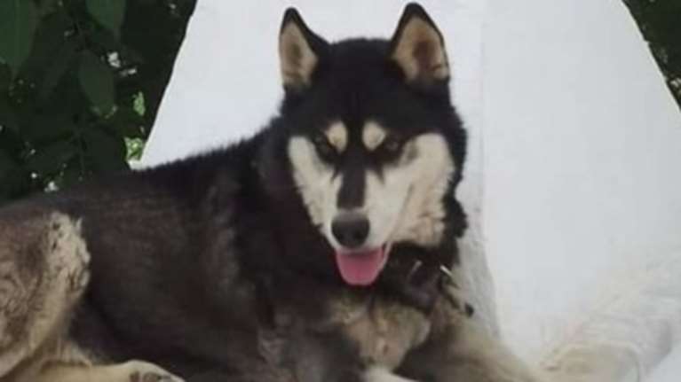 Αράχωβα: &quot;Ο Όλιβερ δεν πέθανε από ανθρώπινο χέρι&quot; - Βγήκε η έκθεση του πραγματογνώμονα για τα αίτια θανάτου