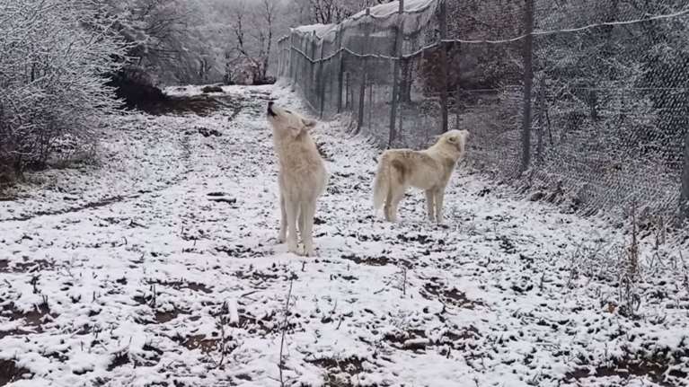 Υπέροχο βίντεο: Το αλύχτισμα τριών λύκων στο χιονισμένο Νυμφαίο