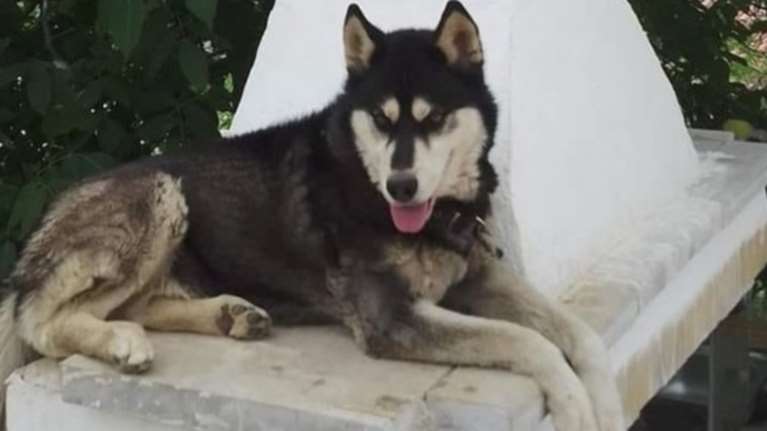 Αράχωβα: Διπλή κατεπείγουσα εισαγγελική έρευνα για τον Όλιβερ - Τι ζητά η αντεισαγγελέας του Αρείου Πάγου