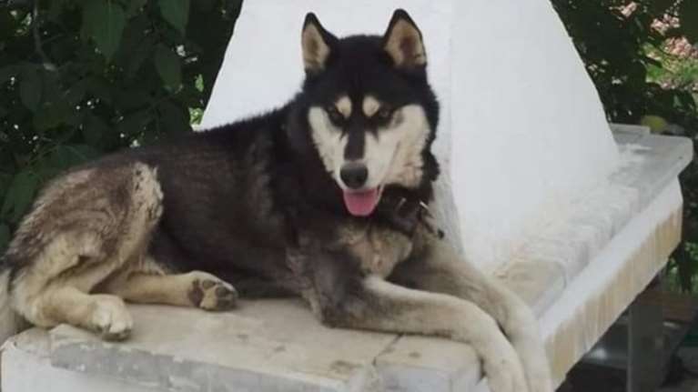 Αράχωβα - θάνατος Όλιβερ: &quot;Ξέρουμε ποιος είναι, αν δεν τον συλλάβουν θα βγάλω εγώ το όνομά του&quot; λέει η Μάρθα Πουλτίδου