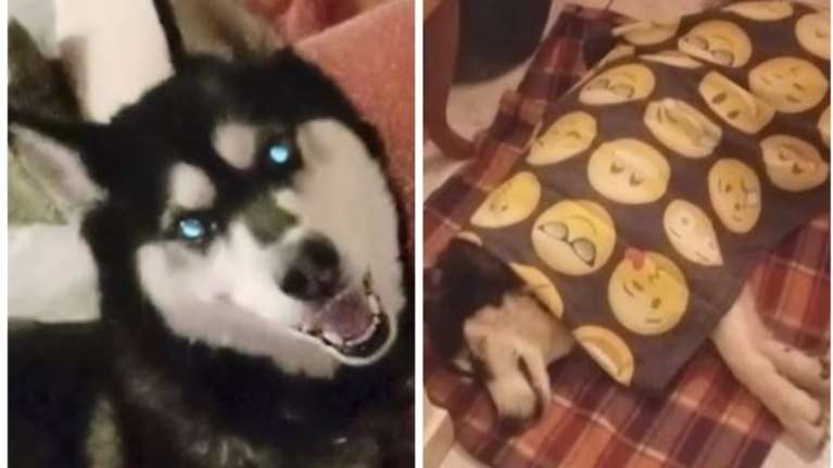 Αράχωβα: Καταπέλτης η κτηνίατρος που εξέτασε τον Ολιβερ - &quot;Κακοποιήθηκε από άνθρωπο, δεν μπορούσε να επιζήσει&quot;