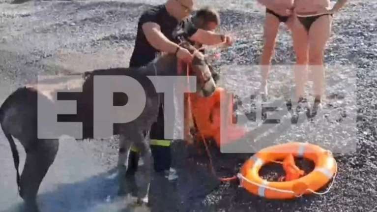 Kάρπαθος: Έσωσαν γαϊδούρια που είχαν αποκλειστεί σε παραλία - Τους έβαλαν σωσίβιο και τα τράβηξαν με σκάφος [βίντεο]