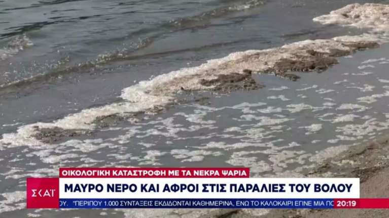 Βόλος: Μαύρα νερά και αφροί στις παραλίες από τα νεκρά ψάρια [βίντεο]