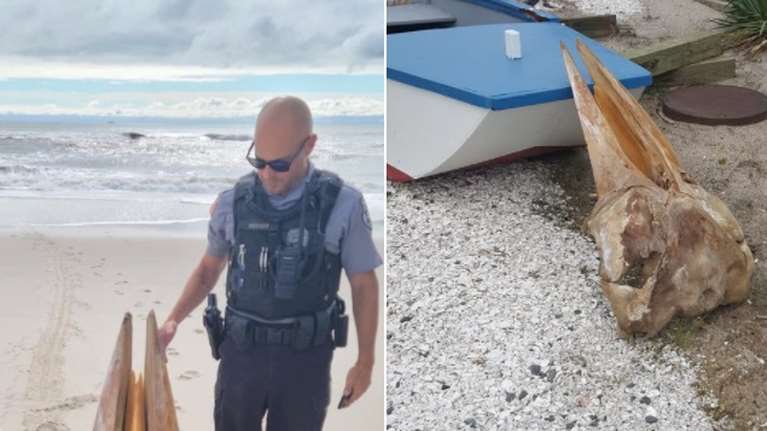 Νιού Τζέρσεϊ: Το μυστήριο για το τεράστιο κρανίο που βρέθηκε και οι θεωρίες για την &quot;εποχή των δεινοσαύρων&quot;