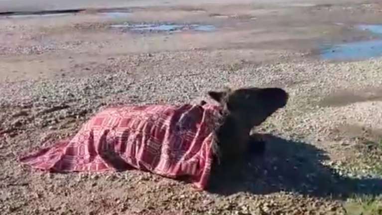 Τροχαίο με κοπάδι αλόγων στην Εθνική Οδό Αγρινίου - Αμφιλοχίας: Κρίσιμη η κατάσταση του ενός ζώου