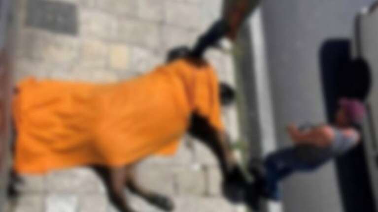 Κέρκυρα: Συνελήφθη ο ιδιοκτήτης του αλόγου που ξεψύχησε στο δρόμο - Του επιβλήθηκε πρόστιμο 30.000 ευρώ