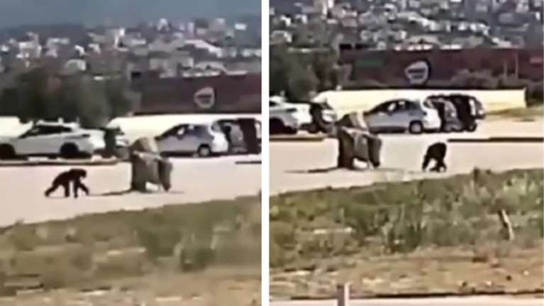 Κύμα αντιδράσεων για τη θανάτωση του χιμπατζή: &quot;Εχει 4 φορές τη δύναμη ενός ανθρώπου, δεν γινόταν νάρκωση&quot;