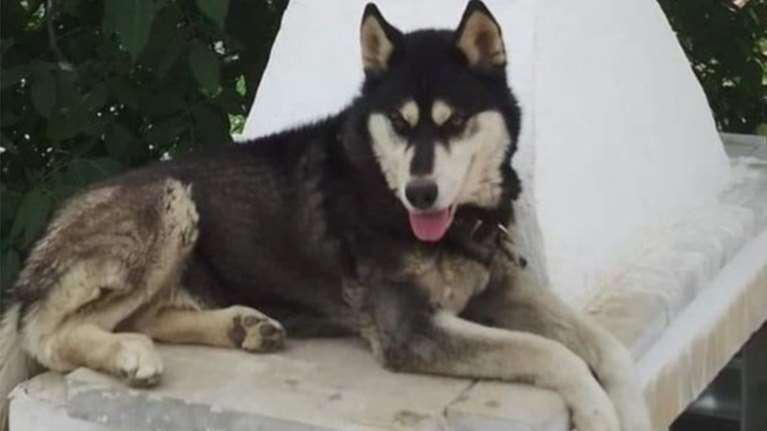 Οργή για το χάσκι στην Αράχωβα: Στο μικροσκόπιο &quot;τηλεπερσόνες&quot; με παρελθόν στις κακοποιήσεις ζώων