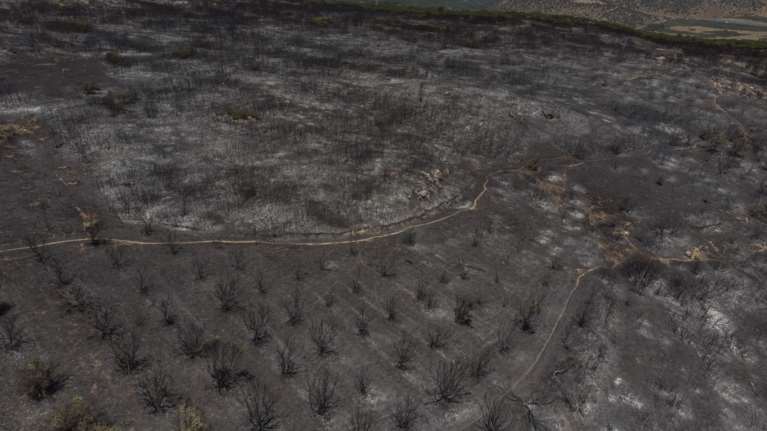 ΕΛΓΑ: Αυτές είναι οι αποζημιώσεις των καλλιεργητών που επλήγησαν από τις φωτιές