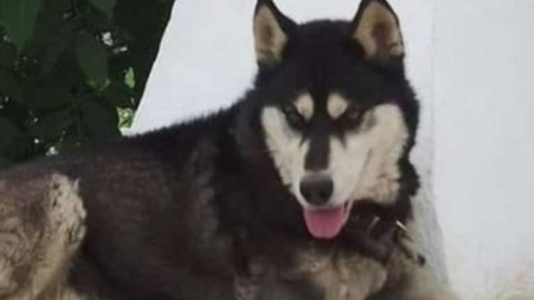 Συνελήφθη γυναίκα που υπέδειξε ιδιοκτήτη ταβέρνας ως τον κακοποιητή του Όλιβερ στην Αράχωβα