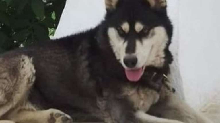 Αράχωβα: Ποινική δίωξη για την κακοποίηση και τον θάνατο του Όλιβερ - Κοντά στην εξιχνίαση της υπόθεσης οι αρχές