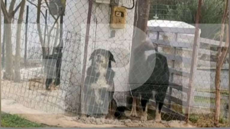 Αυτά είναι τα σκυλιά που σκότωσαν την 50χρονη στη Θεσσαλονίκη – Τη δάγκωσαν πάνω από 50 φορές
