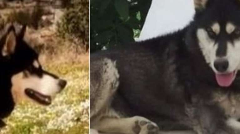 Αράχωβα: Νέες αποκαλύψεις για τον βασανιστικό θάνατο του Ολιβερ - &quot;Υπάρχουν φωτογραφίες που τον δείχνουν δίπλα σε άνθρωπο&quot;