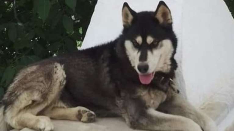 Αράχωβα: Οργιάζουν οι φήμες για τον άνθρωπο που βασάνισε τον Όλιβερ - Mάρτυρας υπέδειξε το σημείο της άγριας κακοποίησης [βίντεο]