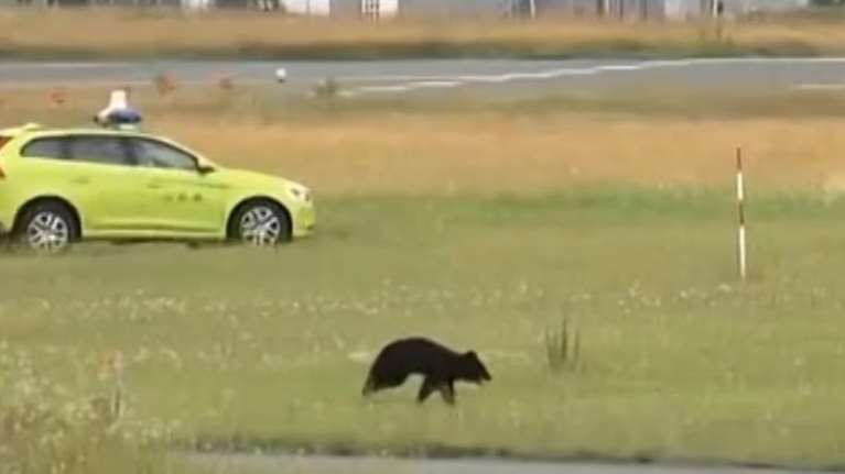 Μια αρκούδα έχει καταφέρει να ακυρώσει 12 πτήσεις στην Ιαπωνία