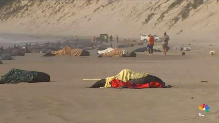 Σχεδόν 200 νεκρές φάλαινες που εξόκειλαν σε ακτή της Αυστραλίας - Μόνο 35 επιβίωσαν