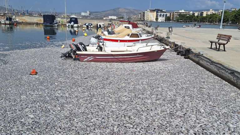 Απέραντη θάλασσα από νεκρά ψάρια στον Βόλο: Μέσα σε λίγες ώρες μαζεύτηκαν 60 τόνοι - Σε απόγνωση οι μαγαζάτορες