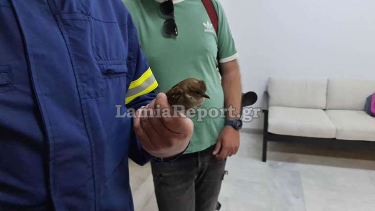 Λαμία: Σπουργίτι εγκλωβίστηκε στη Δημοτική Πινακοθήκη - Επενέβη η Πυροσβεστική για να το απομακρύνει [εικόνες- βίντεο]