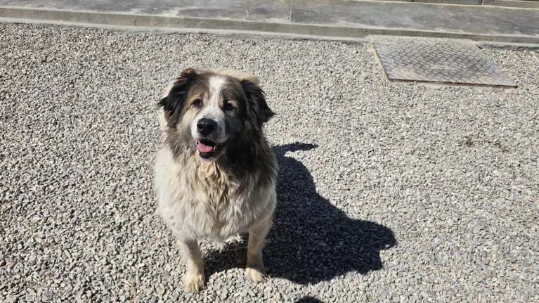 Ερμιονίδα: Συνέλαβαν 81χρονο που έσερνε τον σκύλο του με το αυτοκίνητο- Το ζώο δεν τα κατάφερε και πέθανε