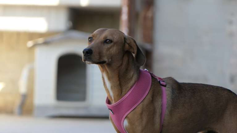 Αν ψάχνετε για ένα δεύτερο σκυλάκι, η Μάσσα είναι η καλύτερη παρέα