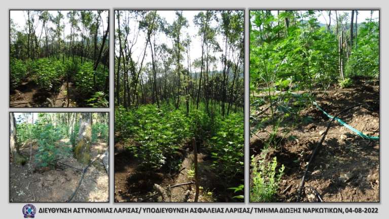 Λάρισα: Ναρκω-σπείρα είχε τρεις φυτείες με 2.193 δενδρύλλια τριών μέτρων - Πάνω από 5 τόνοι χασίς [Εικόνες, βίντεο]
