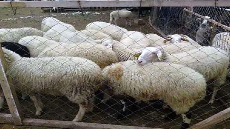 Κρήτη: Μπήκαν οι ...κλέφτες στο μαντρί - Πήραν τουλάχιστον 85 πρόβατα
