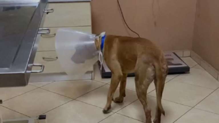 Κρήτη: &quot;Ήθελα να τον στειρώσω&quot; είπε ο άνδρας που βασάνισε φριχτά τον σκύλο - Εμφανίστηκε στις Αρχές