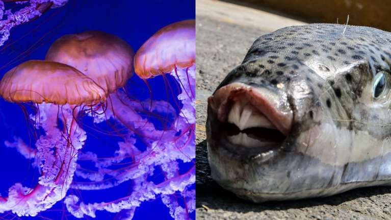 Μωβ μέδουσες, λαγοκέφαλοι, μπαρακούντα: Τα επικίνδυνα θαλάσσια είδη που απειλούν το ελληνικό καλοκαίρι [Βίντεο]