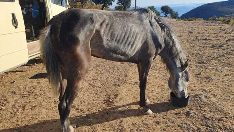 A promise to animals: Με αφορμή το σκελετωμένο άλογο στη Λέσβο