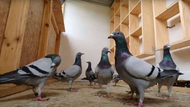 Θεσσαλονίκη: 12 μήνες φυλακή και 5.000 πρόστιμο σε 50χρονο γιατί αποκεφάλισε περιστέρι για να το &quot;λυτρώσει&quot;