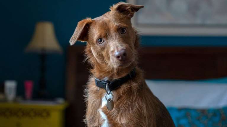 Τι σημαίνει όταν ο σκύλος σας γέρνει το κεφάλι του όταν του μιλάτε - Φινλανδός κτηνίατρος εξηγεί