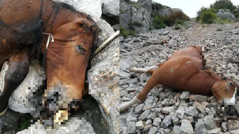 Φρίκη στην Πάρνηθα: Πετάνε ζωντανά άλογα στον γκρεμό; - Εντοπίστηκαν κουφάρια και σκελετοί [Εικόνες]