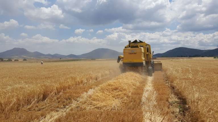 Αθηναϊκή Ζυθοποιία: Σημαντικά πολλαπλασιαστικά οφέλη από το Πρόγραμμα Συμβολαιακής Καλλιέργειας Κριθαριού