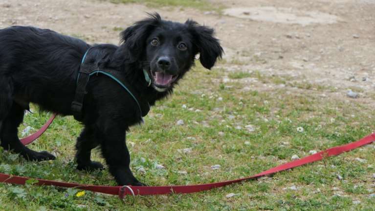 Τσούκι: Ό,τι ακριβώς φαντάζεστε πως είναι ένα χαριτωμένο κουτάβι, αυτό είναι - Ενας περήφανος κοκοβιός με ανάστημα